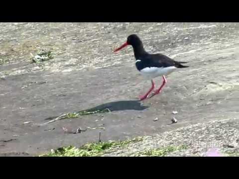 haematopus palliatus Haematopus ostralegus. Eurasian oystercatcher (UK), Кулик-сорока