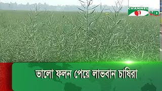 টাঙ্গাইলে উচ্চ ফলনশীল বারি-১৮ জাতের সরিষার ভালো ফলন