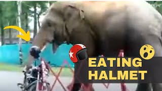 Viral Elephant Eating Helmet In India Video l Hungry Indian Asian Wild Elephant l Funny Animals by I See 14 views 1 year ago 46 seconds