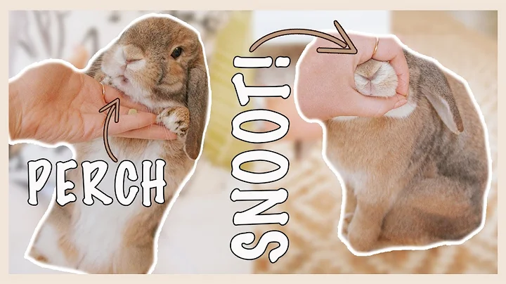 教你的兔子技巧！快来学习如何训练你的兔子
