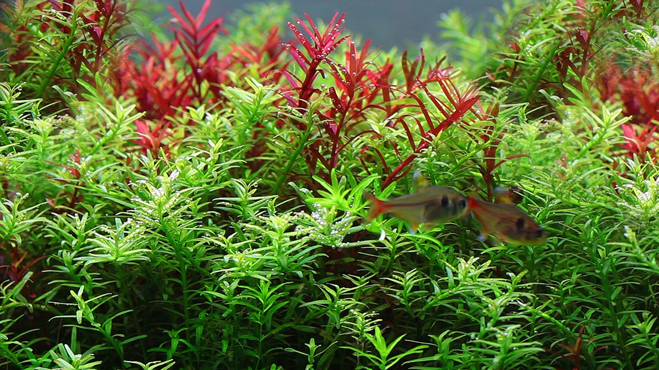 How to keep aquarium water crystal clear YouTube