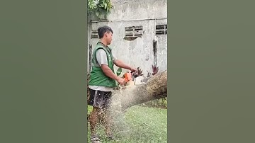 big tree felling skill technique #shortvideo #chainsaw #treecutting