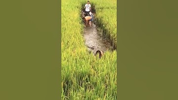 Câu cá nông thôn châu Á tuyệt vời 🐟 Kỹ thuật câu cá tốt nhất 🐟 #shorts