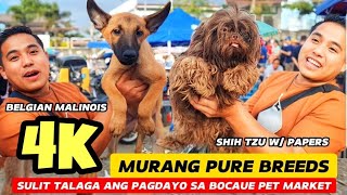 MURANG PURE BREED PUPPIES SA BOCAUE PET MARKET