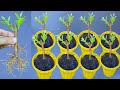 Propagation Guava Tree Cuttings : for Beginners
