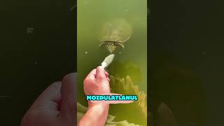 Őrök emléket okozott ez a kis teki #turtle