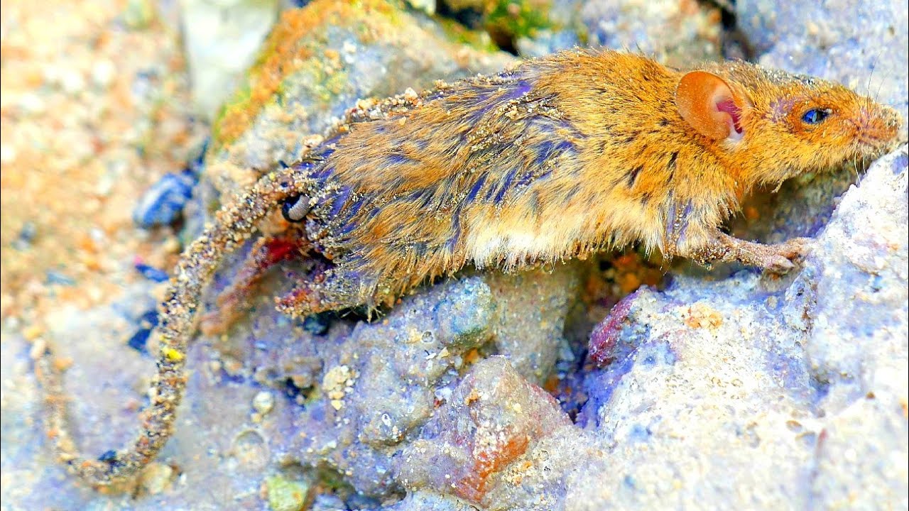 Rescuing poor injured baby mouse, a homeless one - YouTube