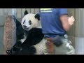 イケメン飼育員さんに目のお薬を塗られるシャンシャン 2018.08.17 ABC Panda Movies
