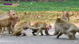 OMG, Very unbelievable some Amber troop monkeys joining to attack one wild monkey till broke leg.