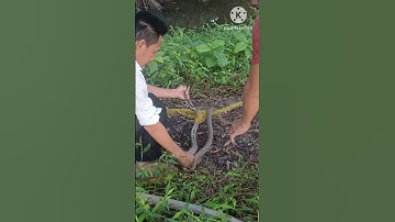 Hai thánh đi thăm lưới rắn