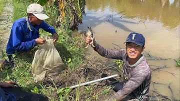 Con Rắn Chui Vào Hang Cái Kết Bắt Được Ếch Khủng Về Xào Rau Răm Cho Buổi Cơm Chưa.Góc Làng Quê#1000