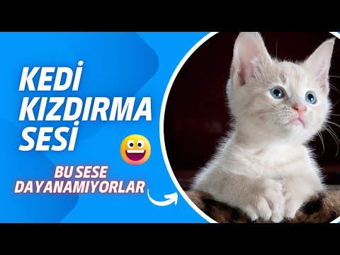 Gercek Kedi Sesi Kedinizi Kizdirin Kedi Cagirma Sesi Yavru Kedi Cat Meow Sound Meow Voice Youtube