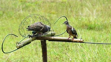 The Best Bird Traps Near The Mountain - Great Dove Traps Technique