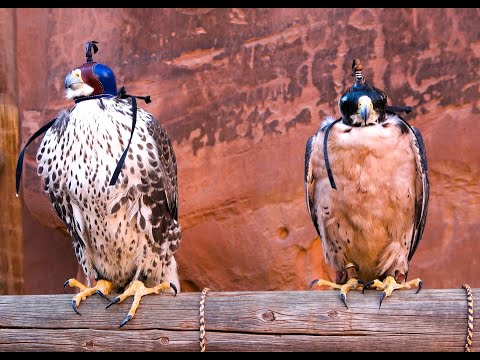 Falconry: Lanner falcon vs Prairie falcon. A comparison