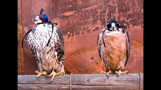 Falconry: Lanner falcon vs Prairie falcon. A comparison