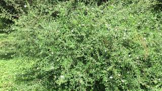 Pirpintos Ascia Monuste Feeding.