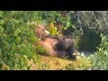 Wild Life Alaska Медведица и четыре её медвежонка сосуна Mom Bear and four sucker cubs in Katmai