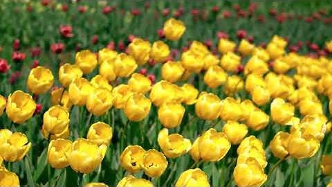 سورة يس بصوت القارئ خالد المهنا