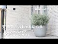 【2024年新築おすすめ】玄関先やお庭を素敵にしてくれるウエストリンギアスモーキーホワイト!