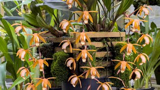 Episode 49 A look at five of my favourite Coelogynes now in bloom.
