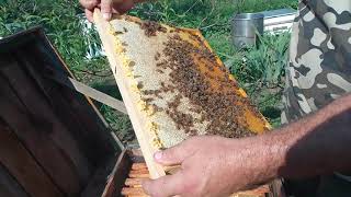 Качка и обзор племенной пчелосемьи. Часть 1