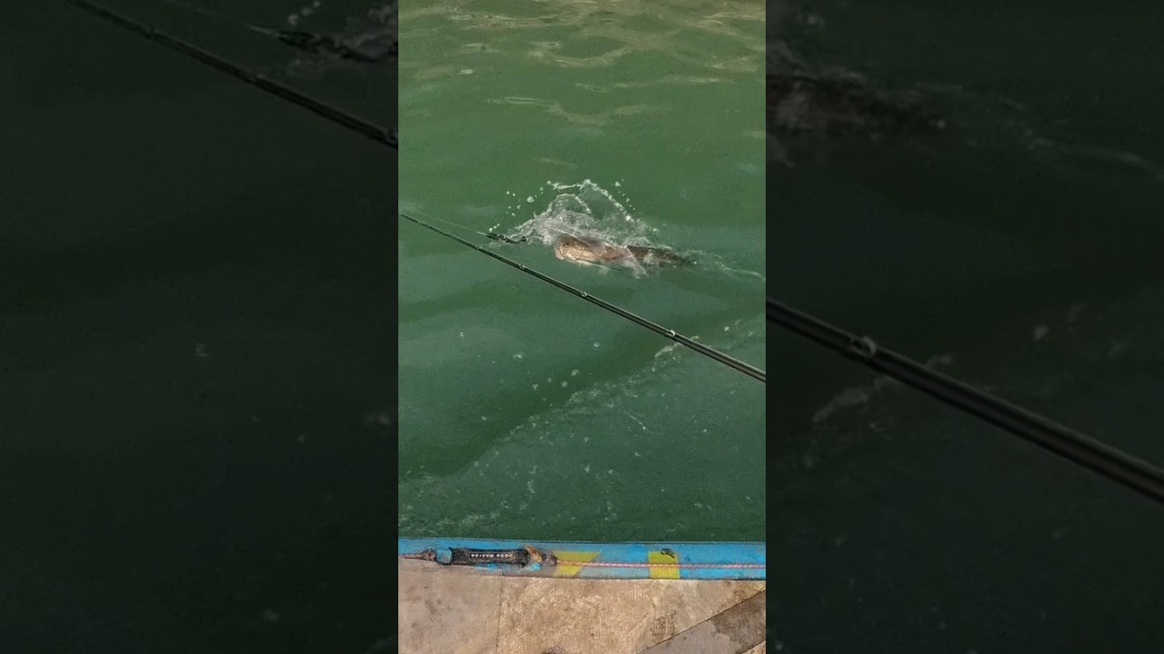 今天不遛狗我們遛呆! #路亞釣魚 #搞笑 #lurefishing 縮圖