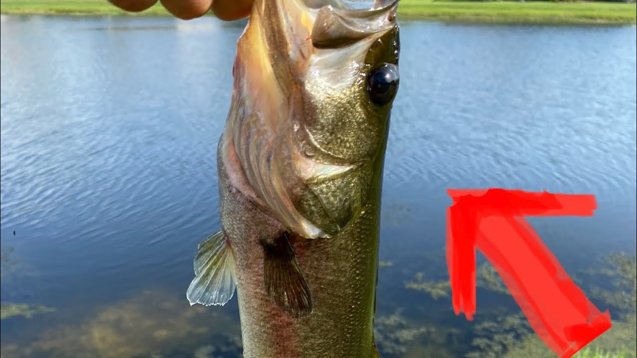 Bass fishing with mixed results THANKS FOR 210 SUBSCRIBERS