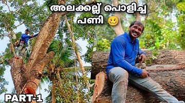 RISKIEST HARD WORK😨| Cutting a biggest mahogany in a confined space😮 STIHL ms 382 | PART-1/2