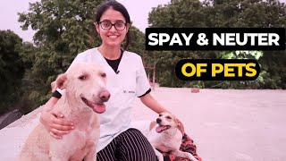 What is Spay or Neuter| Should You Spay or Neuter your Dog? (Everything You Need to Know)| Vet Visit by Vet Visit 7,661 views 1 year ago 3 minutes, 50 seconds