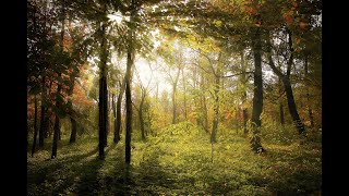 Beautiful Nature, Birds Singing In The Forest, Пение Птиц В Лесу, Прекрасная Природа.