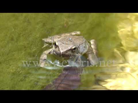 Prince Frog