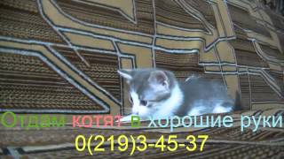 отдам котят в хорошие руки жми класс отдам котят в хорошие руки жми класс