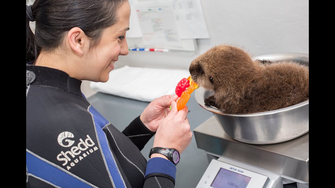 VIDEO. Un bébé loutre abandonné apprend à nager avec les humains