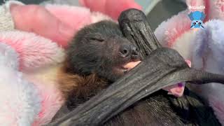 Rescuing a baby flyingfox found on the ground;  this is K'Ching