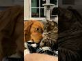 Funny cats  episode 78 shorts
