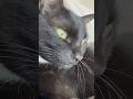 腕の中で甘えるイケメン猫🐈⬛💕✨ #保護猫 #cat