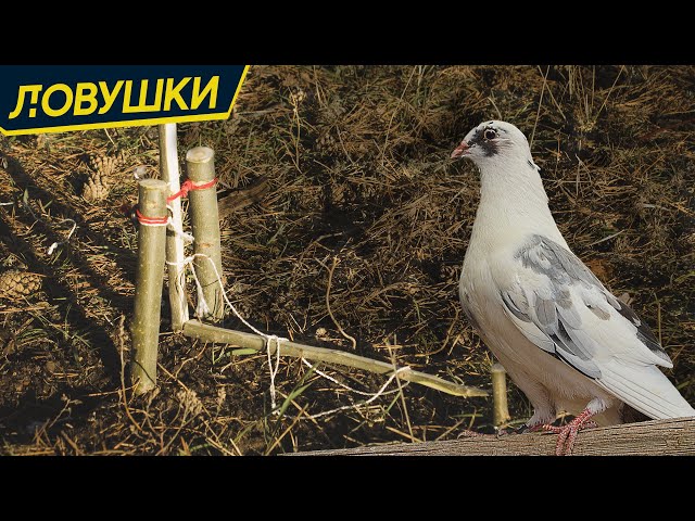 Фото: В Нижне-Свирском заповеднике устанавливают 100-метровые ловушки для птиц