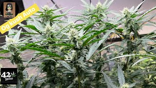 Ep8.อัปเดต Og Kush Auto ทำดอกครบ2Week #อุปกรณ์ปลูกธรรมดาบ้านๆ #FastBuds