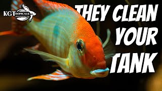 Want A Clean Aquarium? These Will Help!