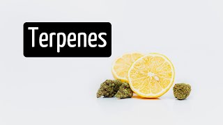 What Do Terpenes Do? Stop and Smell the Terpenes | Discover Marijuana