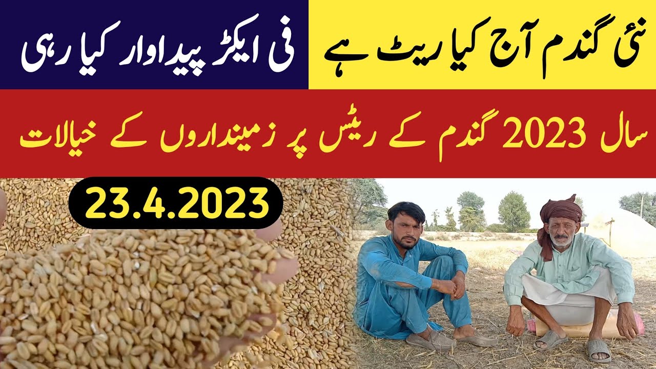 2023 Today Wheat Rate YouTube 2023-today-wheat-rate-youtube