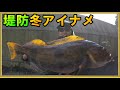 堤防からモンスターアイナメ降臨！冬シーズン初期の堤防アイナメの釣り方解説　APIA熊谷さん釣行