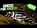 Breed This Fish to Make Money! Top 7 Fish to Breed for Profit!