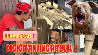 DIGIGIT ANJING PITBULL GALAK ‼ 30 JAHITAN