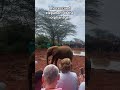 the elephant orphanage #music #viralvideo #trend #elephantorphanage #elephant #wildlife #safari
