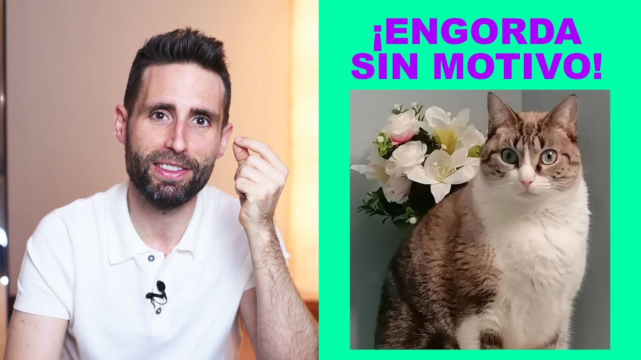 Mi gato se eriza sin motivo