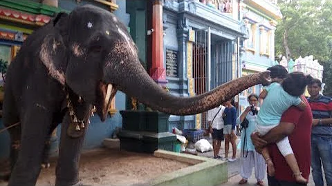 குழந்தையை  தூக்கி  வீசிய  யானை   . elephant attacked the child  in temple .