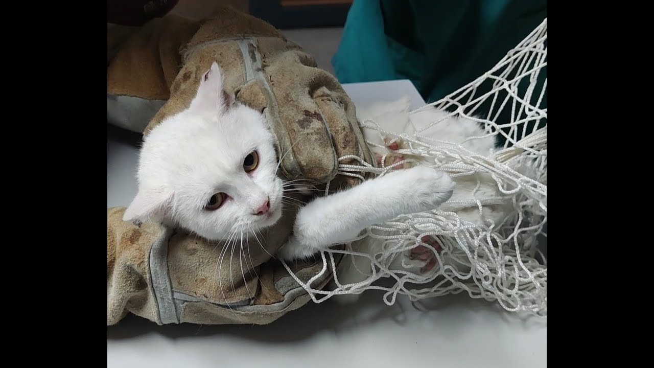 Injured Feral Cat Surprised Us At The Vet YouTube injured-feral-cat-surprised-us-at-the-vet-youtube