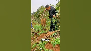 Strange vegetable called Kudzu
