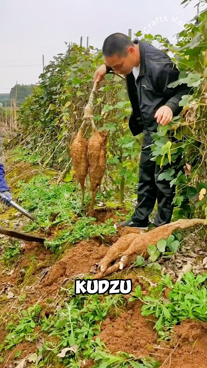 Strange vegetable called Kudzu
